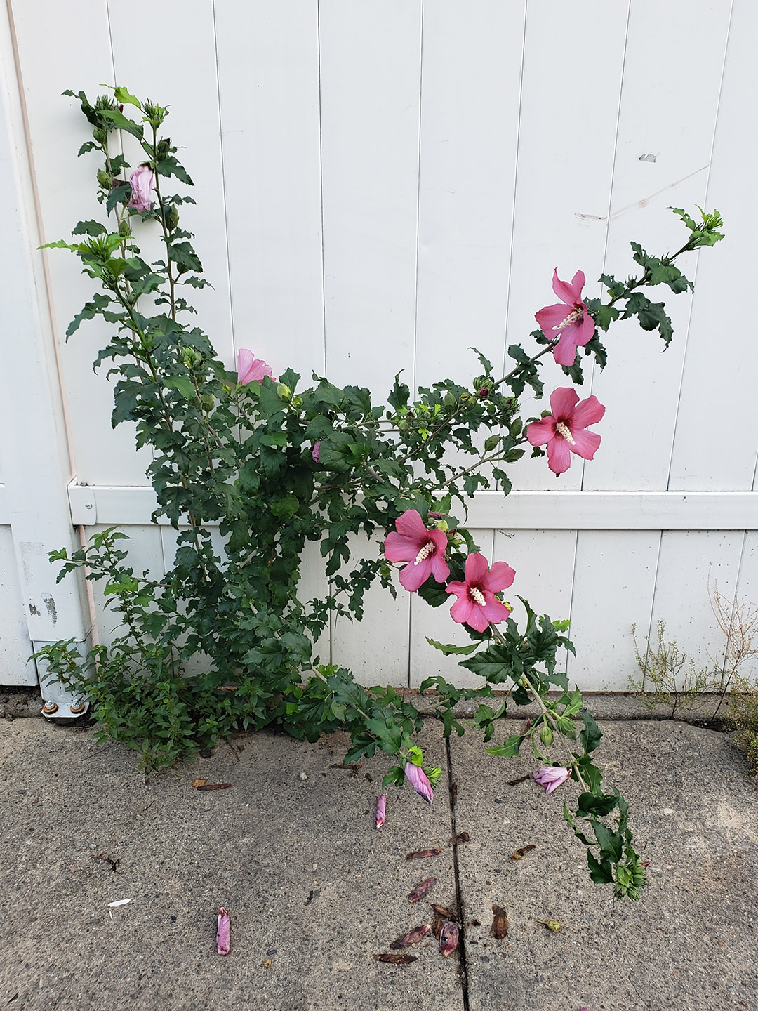 A Rose of Sharon growing out of a sidewalk