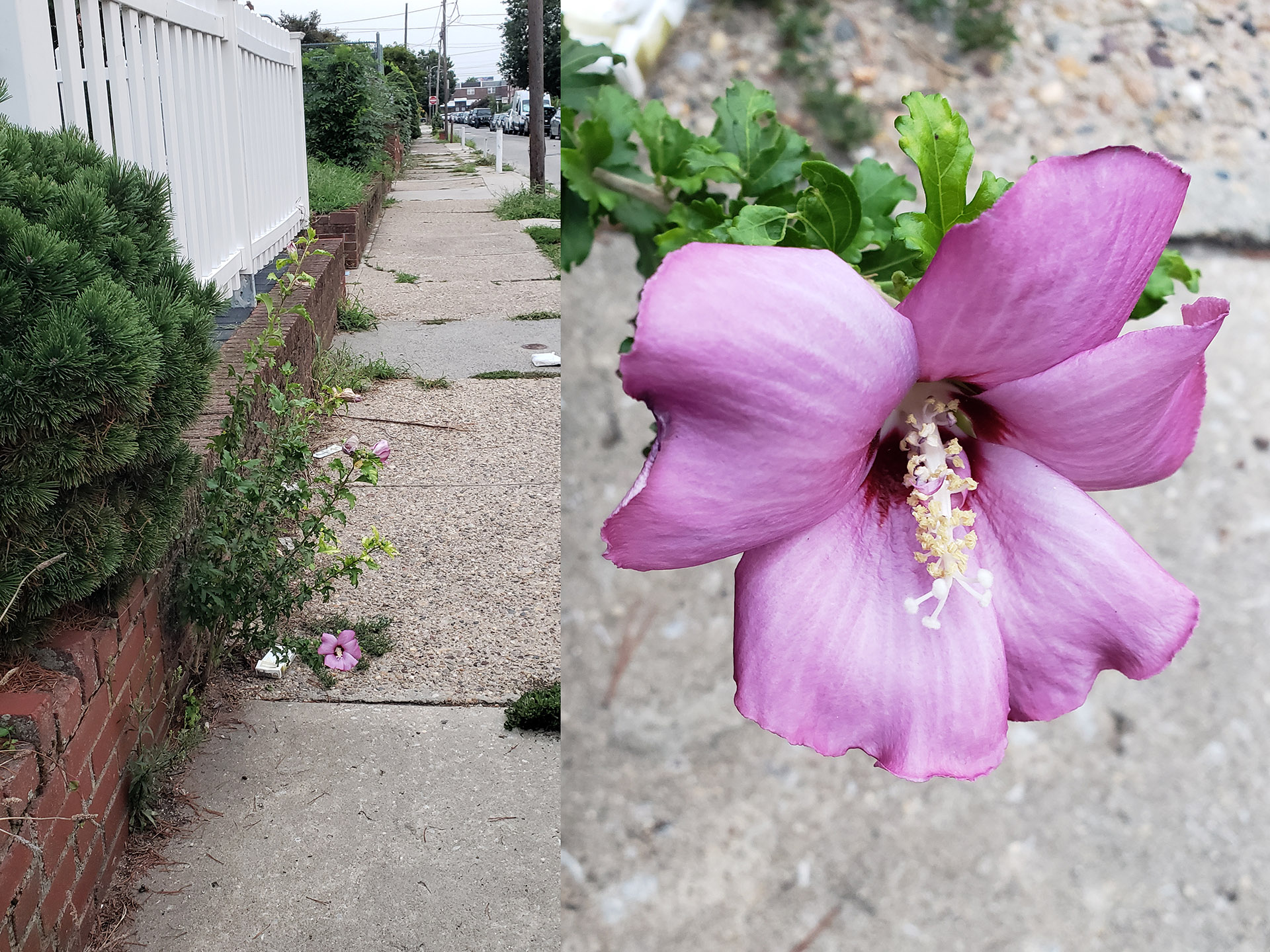 A Rose of Sharon growing out of a sidewalk