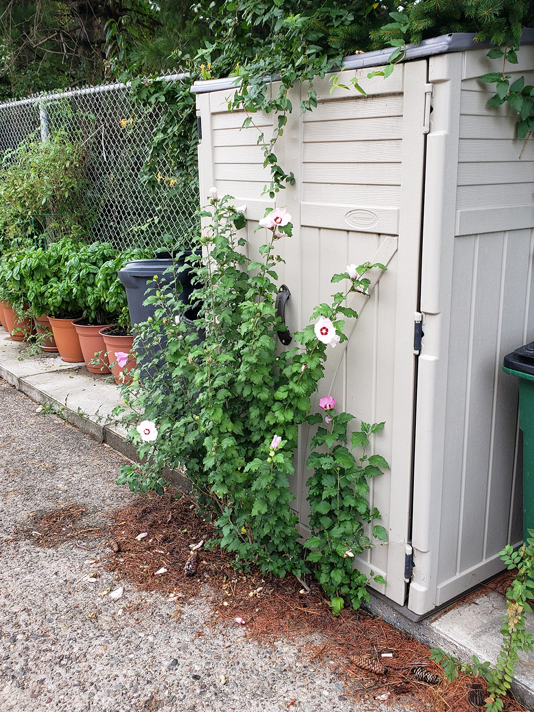 A Rose of Sharon growing out of a sidewalk