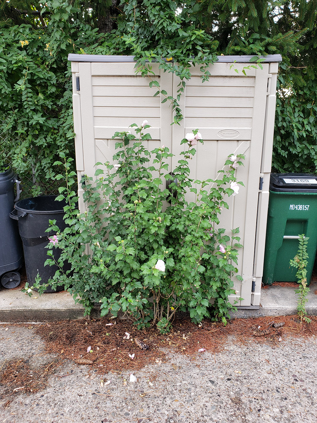 Rose of Sharon growing out of pavement