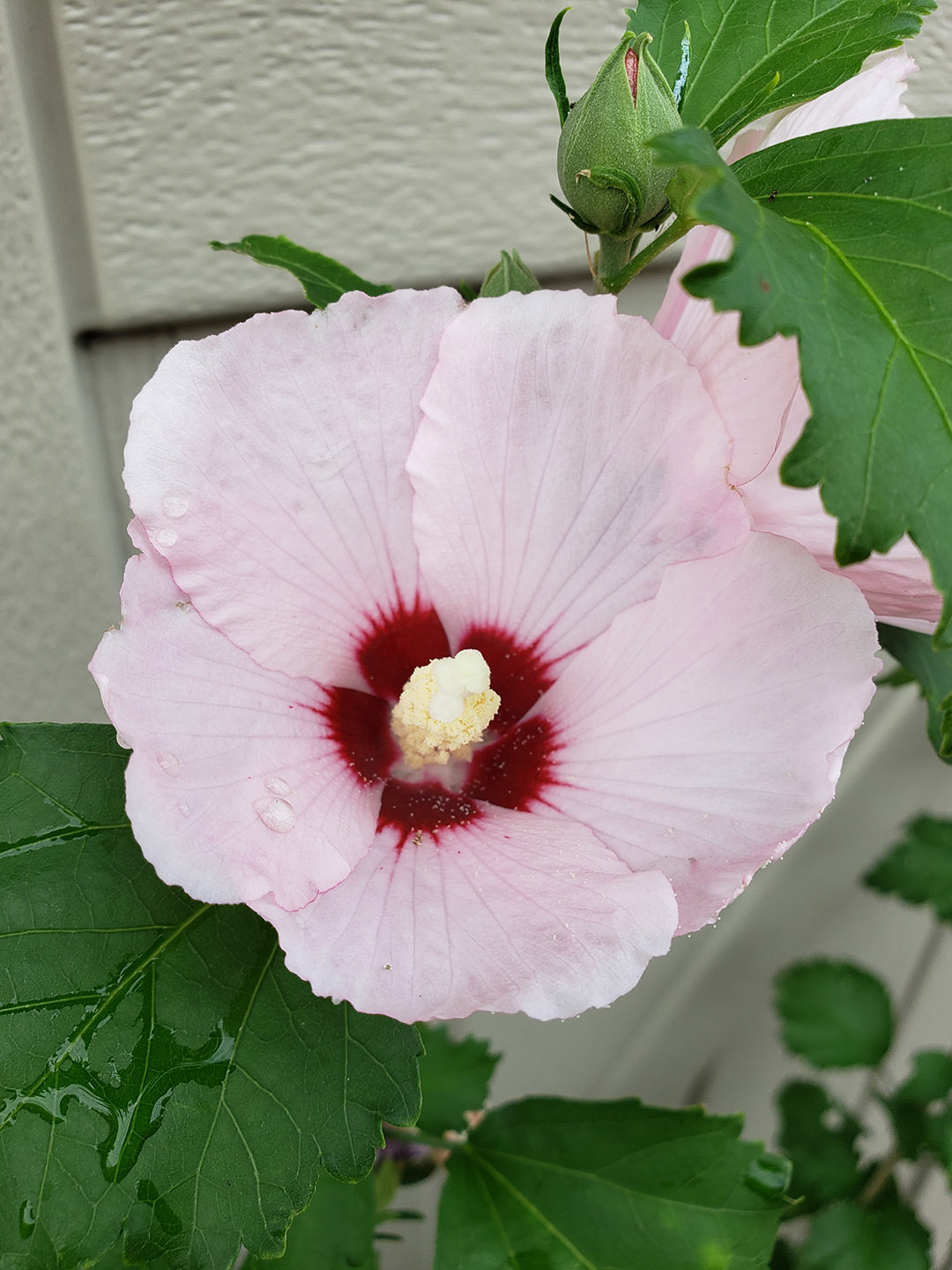 A Rose of Sharon bloom
