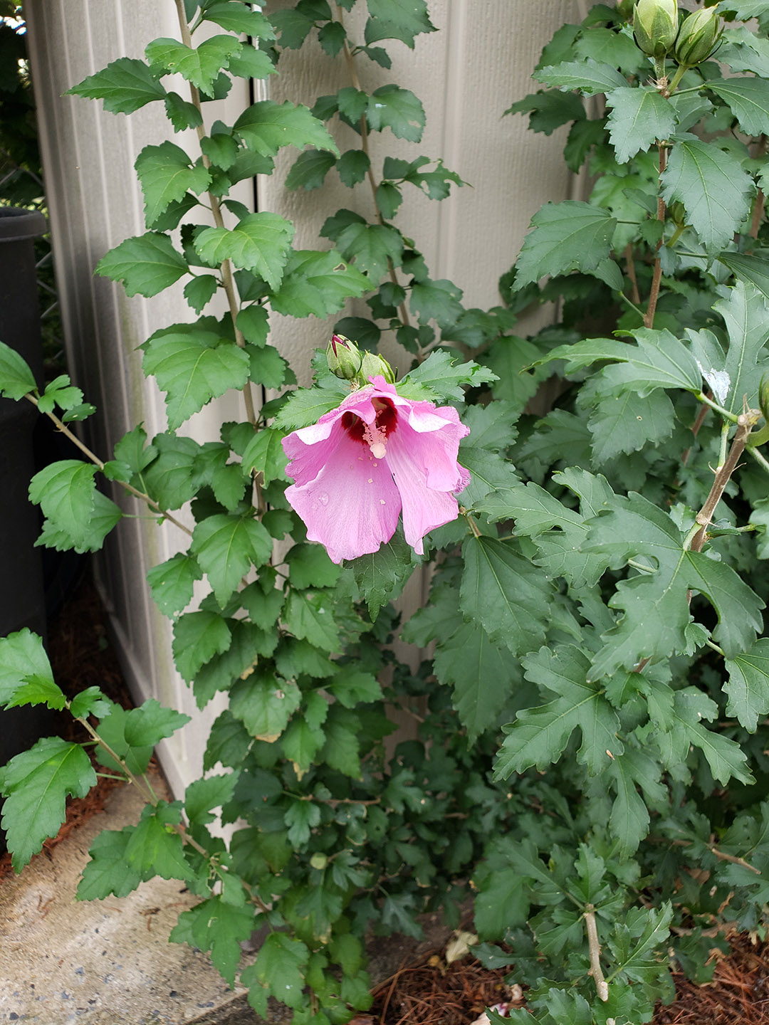 A Rose of Sharon bloom