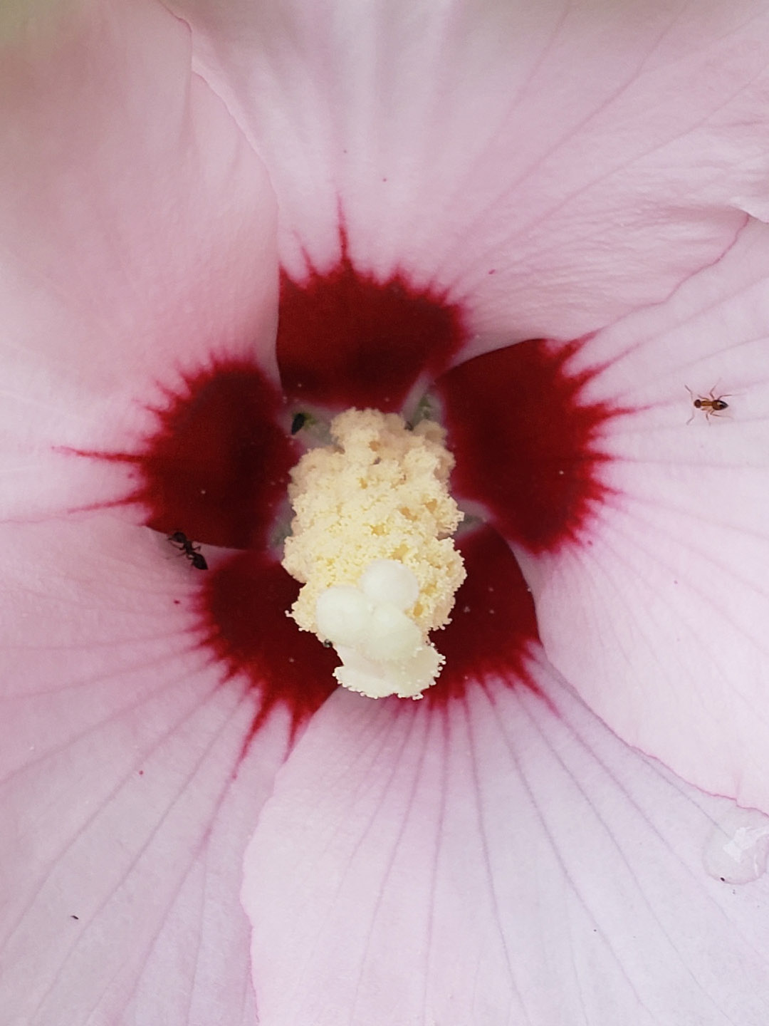 A Rose of Sharon bloom