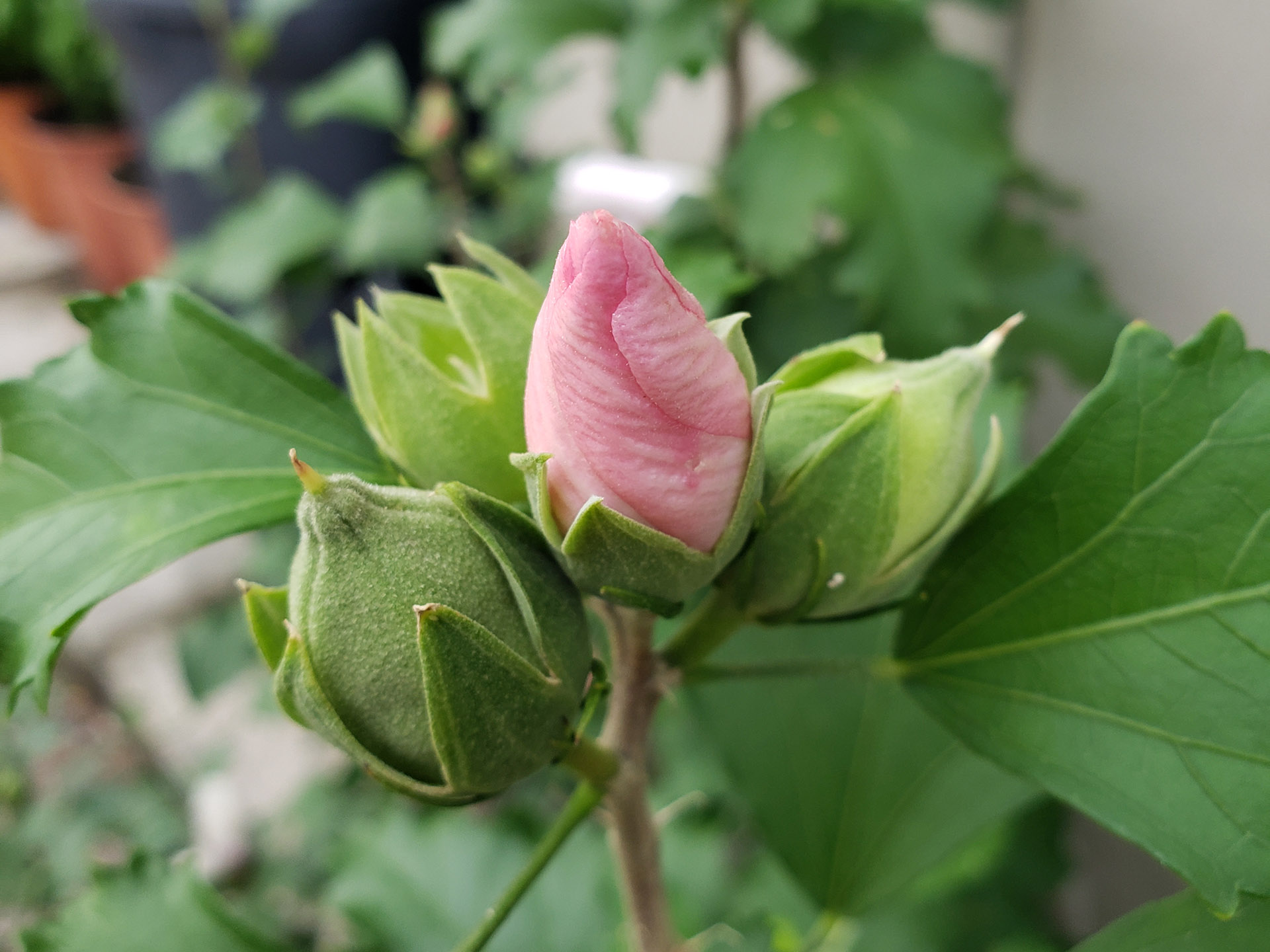 Rose of Sharon buds