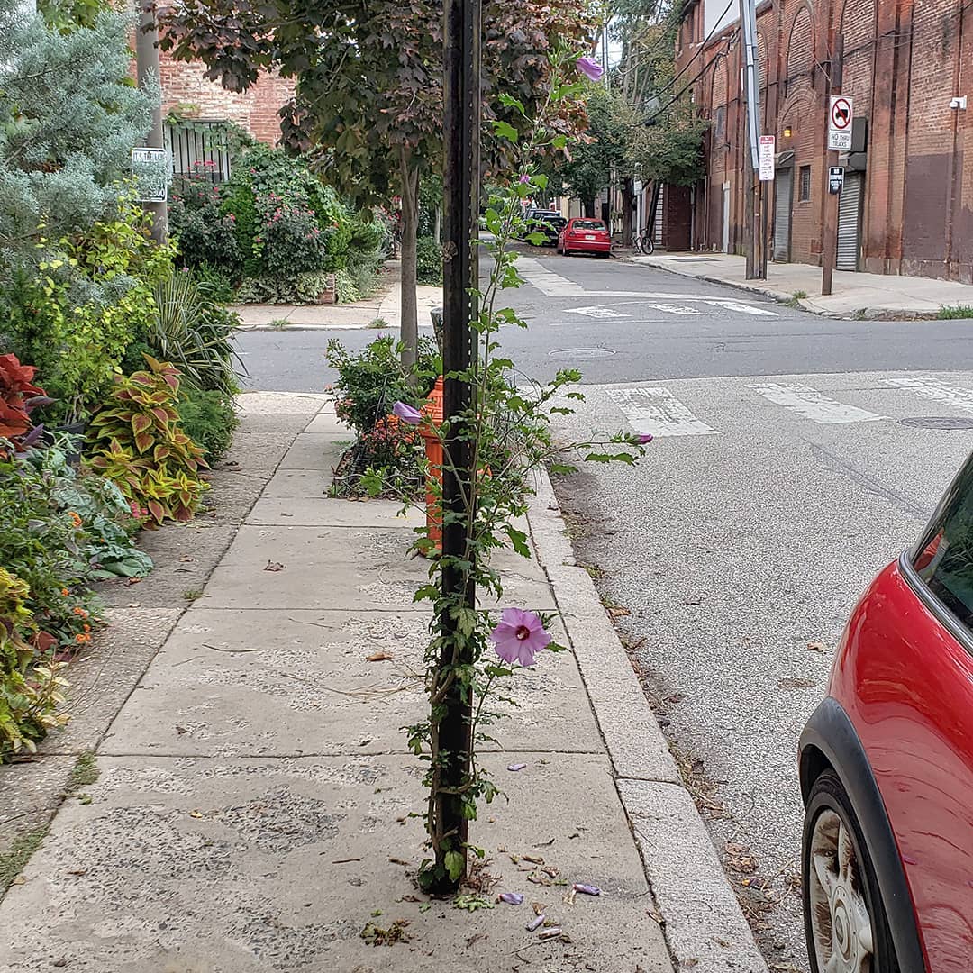 A Rose of Sharon growing out of a sidewalk
