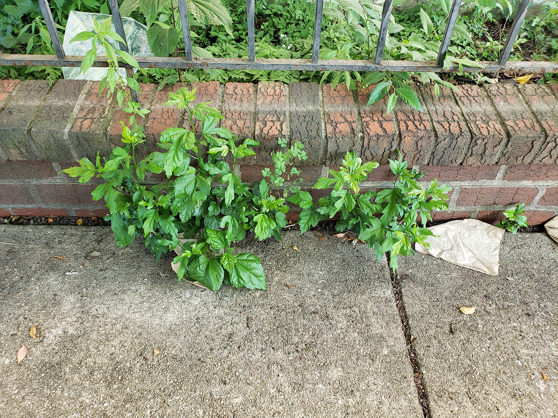 Rose of Sharon plants growing out of a sidewalk