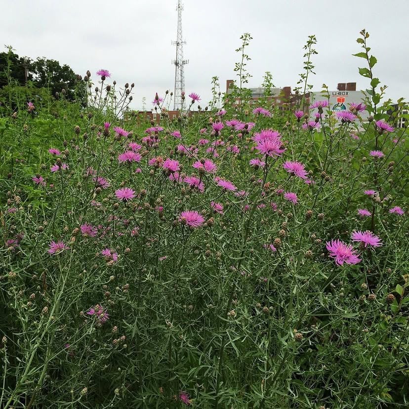 Spotted Knapweed