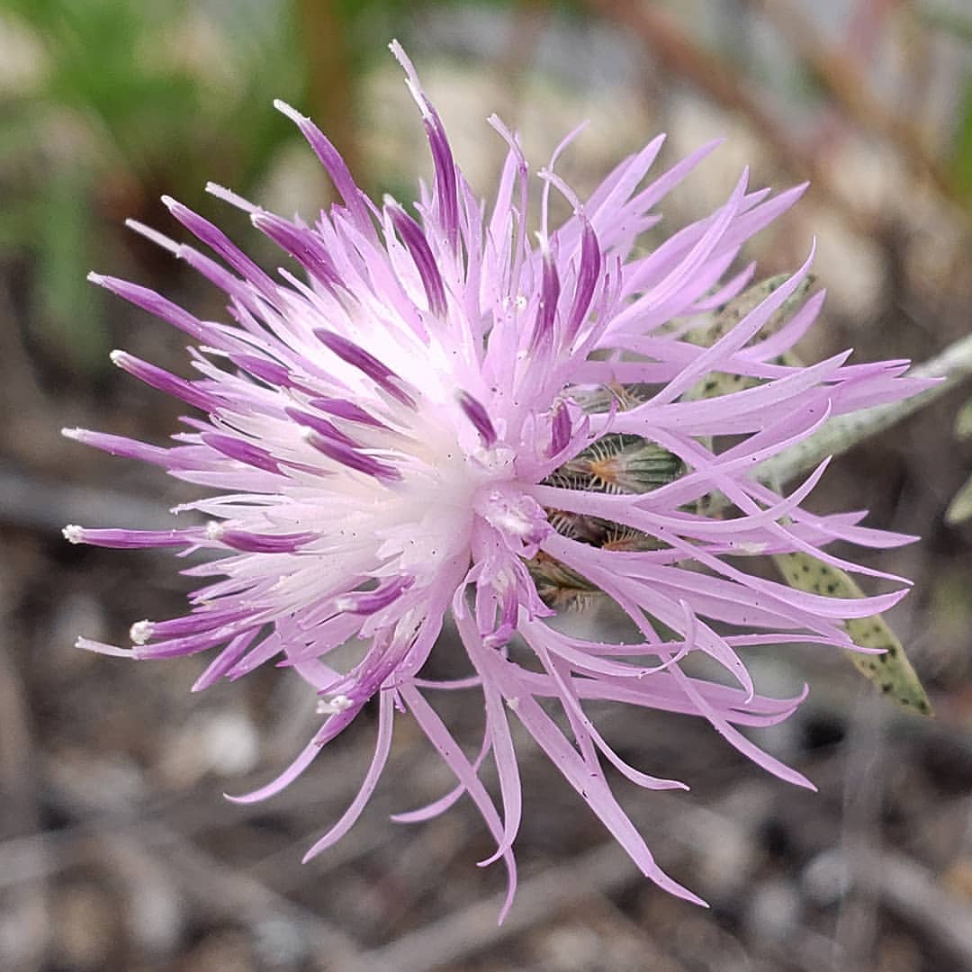 Spotted Knapweed bloom