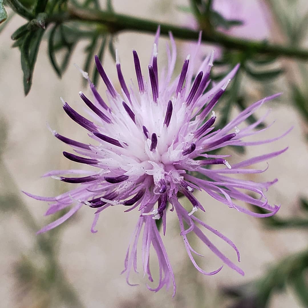 Spotted Knapweed bloom