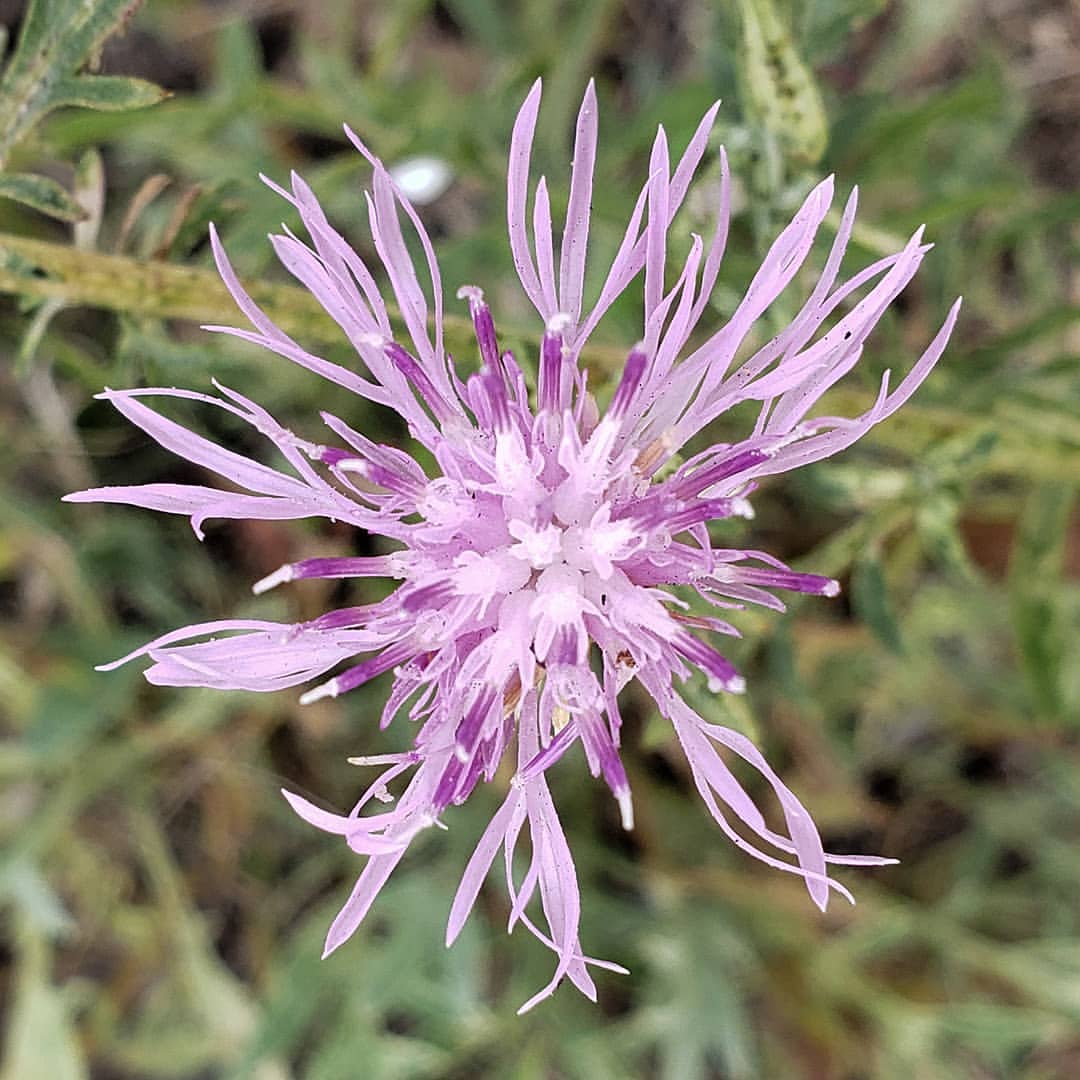 Spotted Knapweed bloom