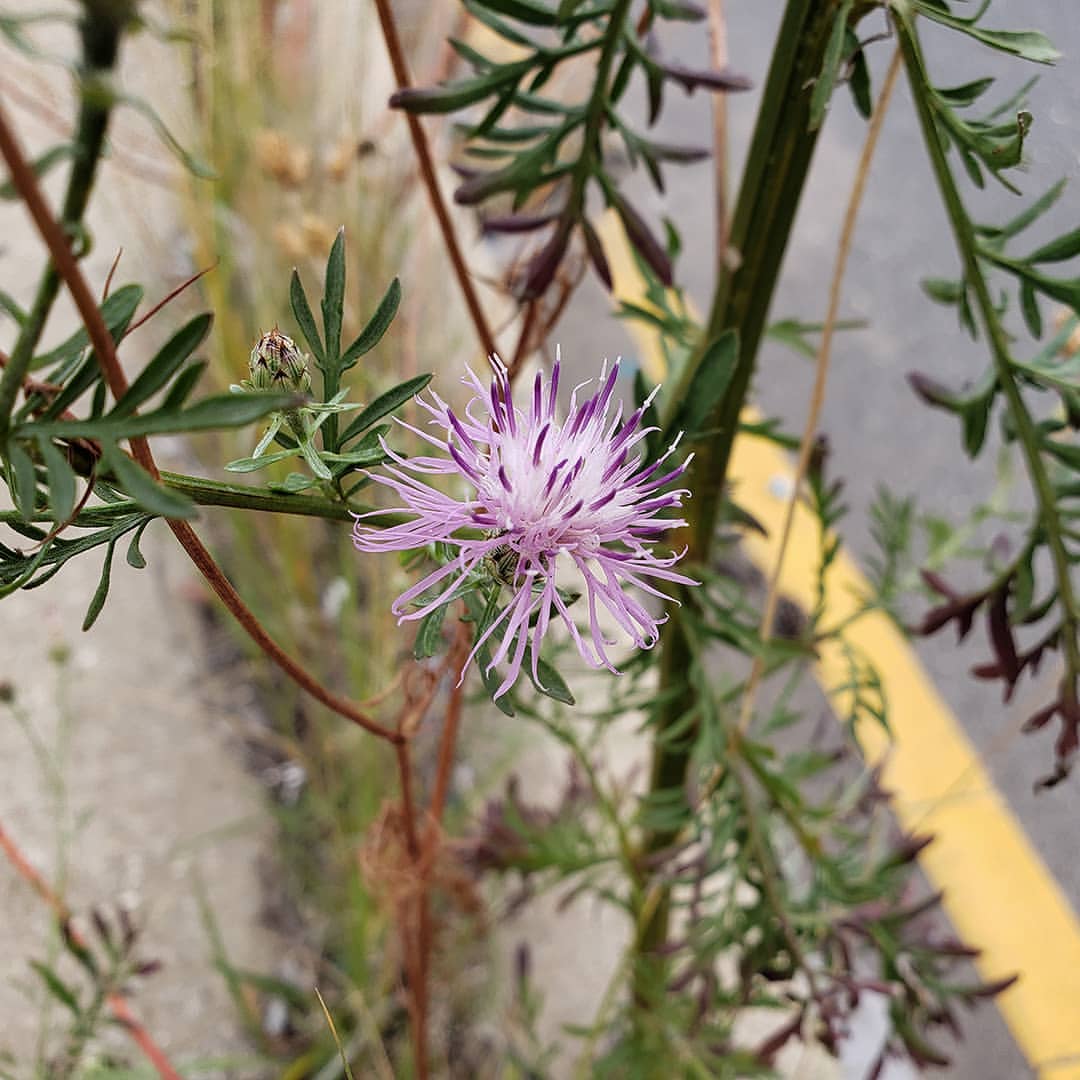 Spotted Knapweed bloom