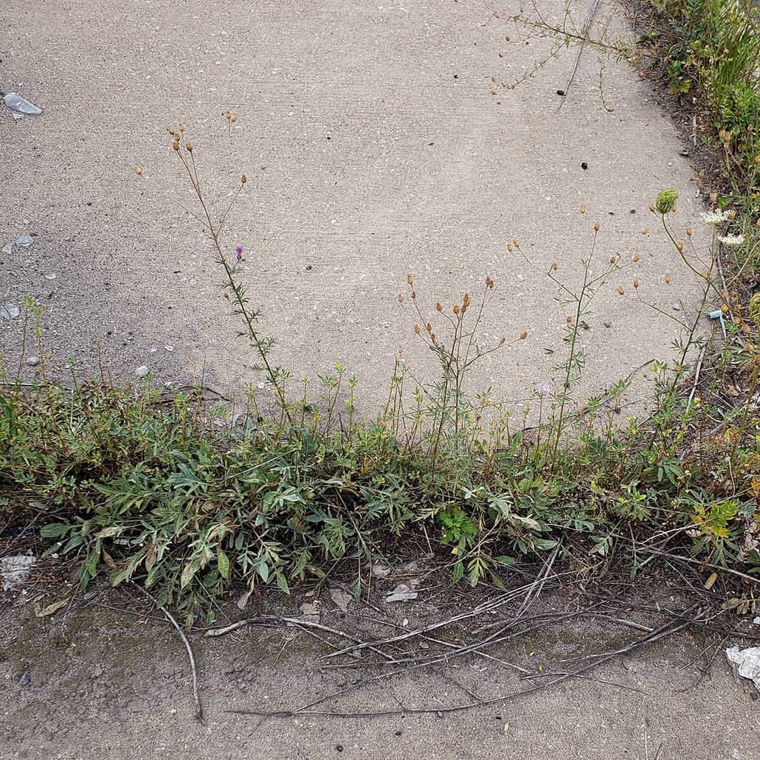 Spotted Knapweed growing in the crack of a highway median