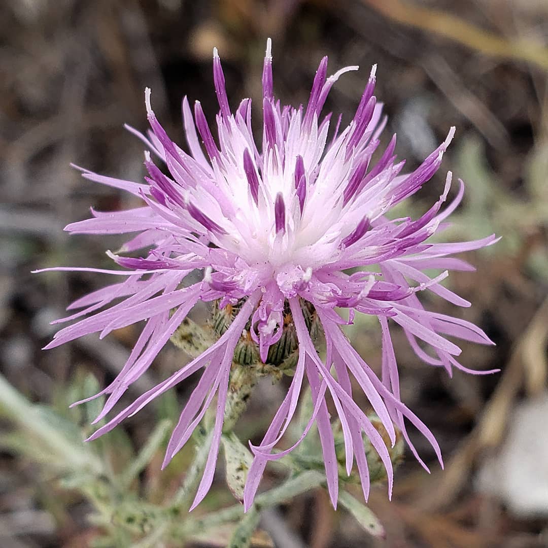 Spotted Knapweed bloom
