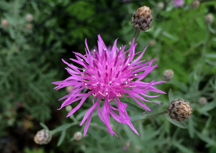 Spotted Knapweed growing in a paved vacant lot