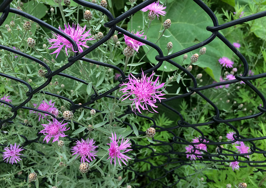 Spotted Knapweed growing in a paved vacant lot