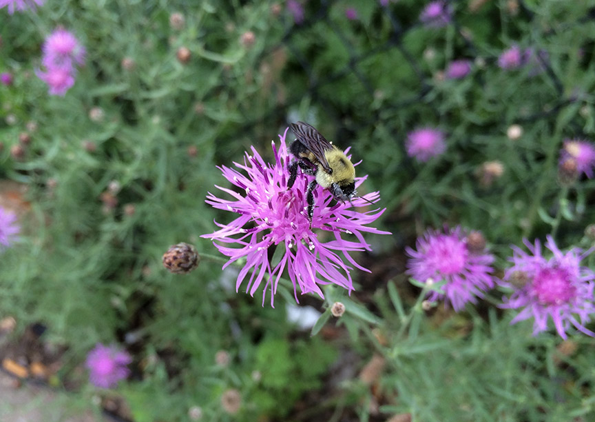 Spotted Knapweed growing in a paved vacant lot