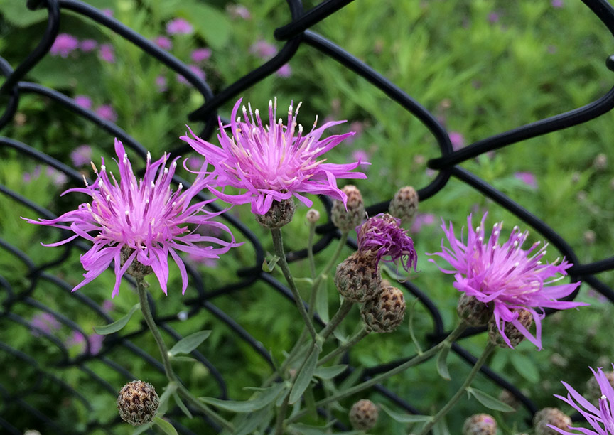 Spotted Knapweed growing in a paved vacant lot