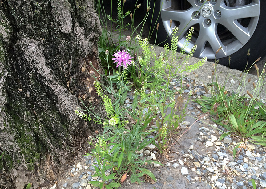 Spotted Knapweed growing in a paved vacant lot