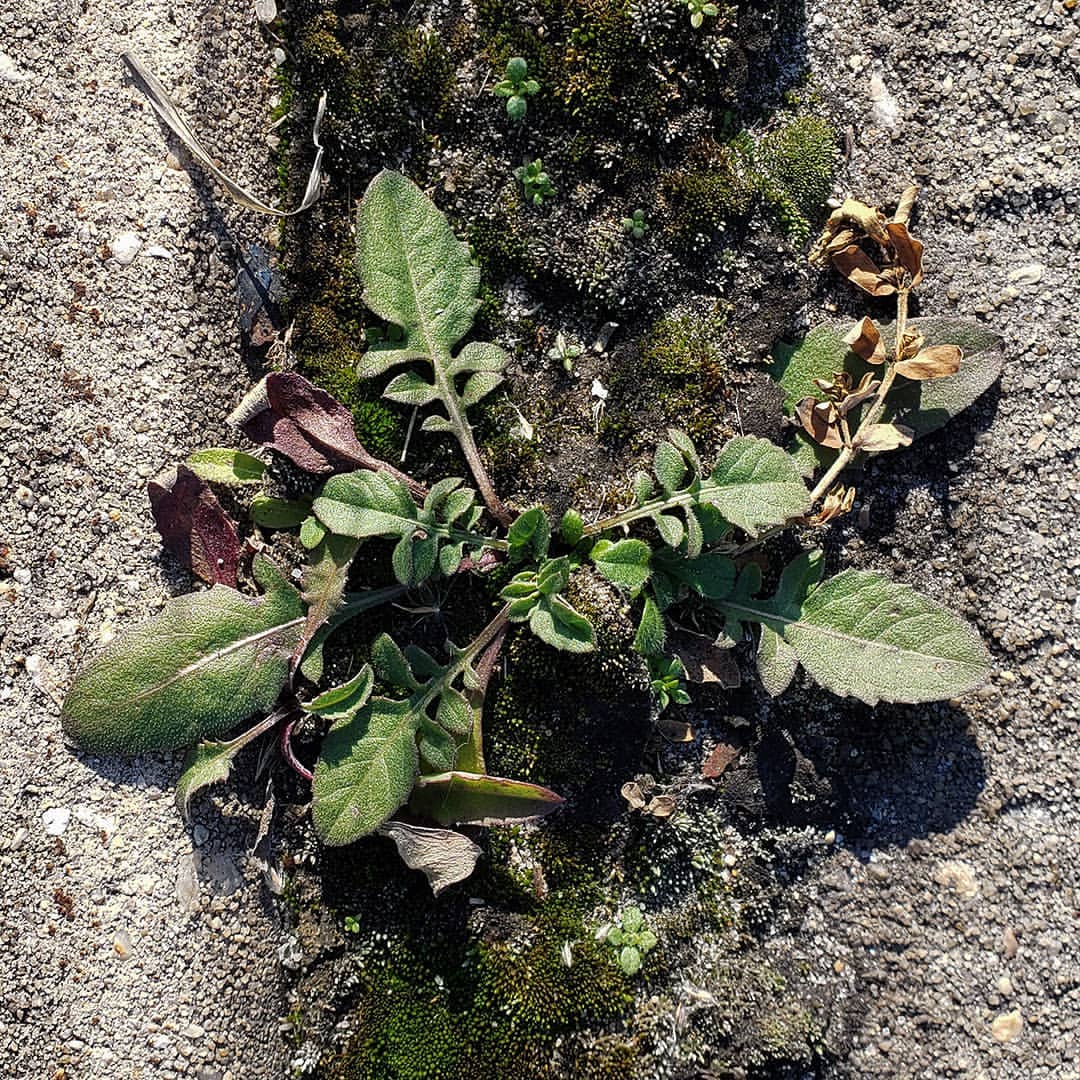 Spotted Knapweed rosettes