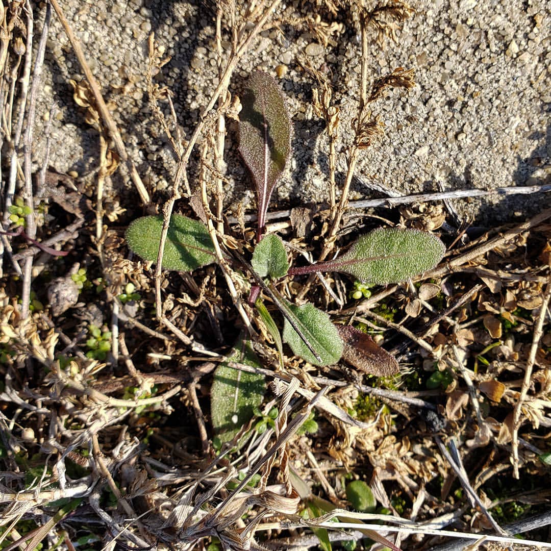 Spotted Knapweed rosettes
