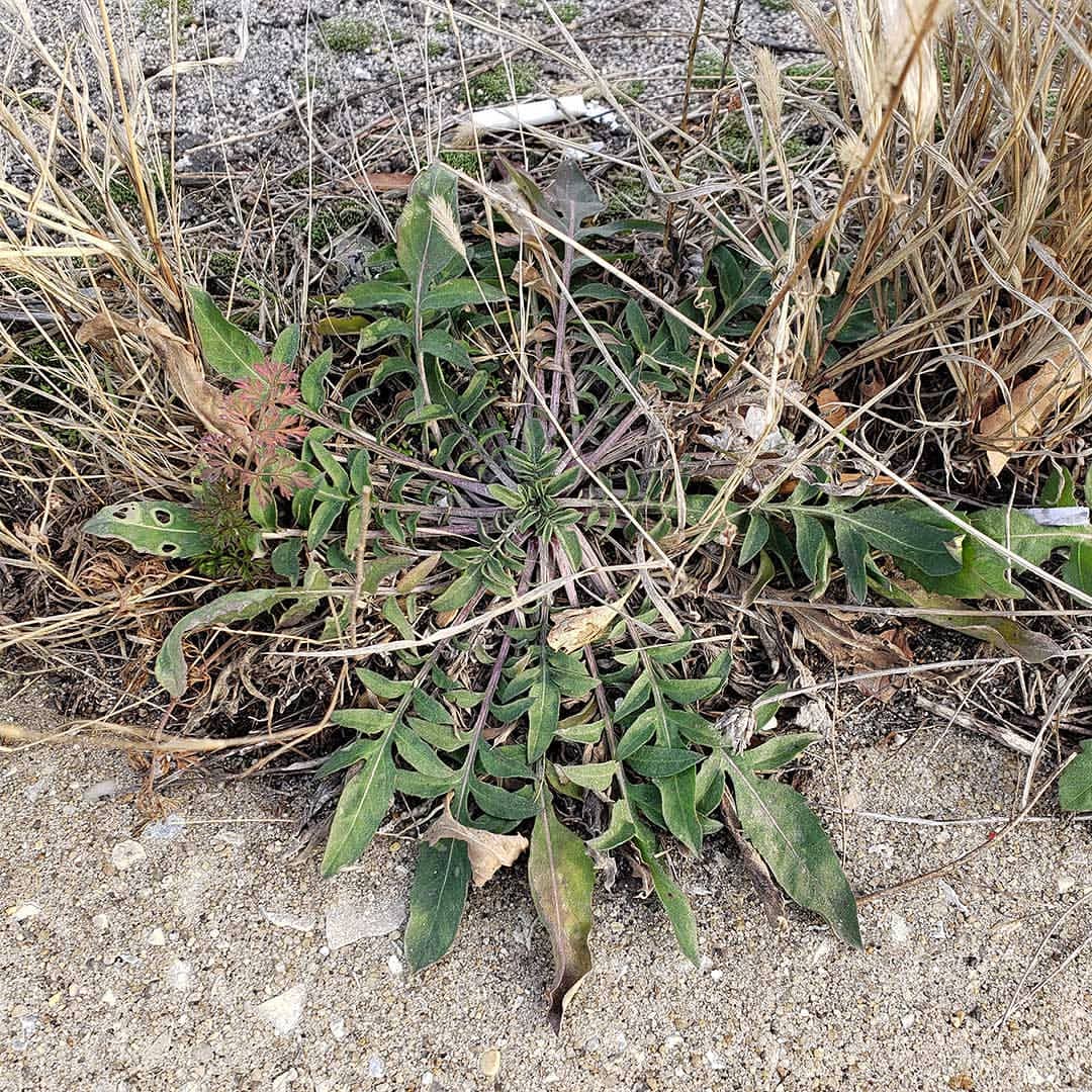 Spotted Knapweed rosettes