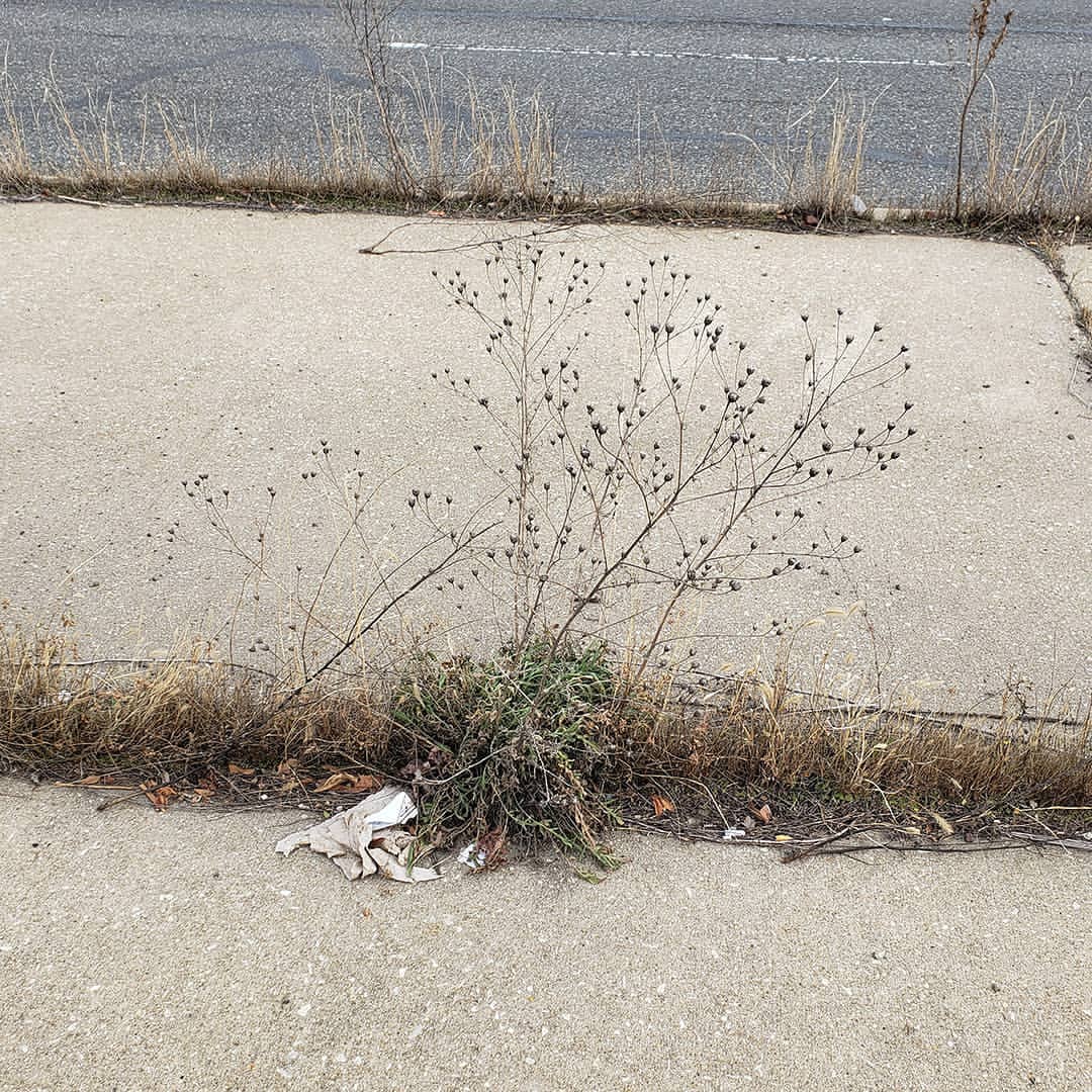 dessicated Spotted Knapweed remains