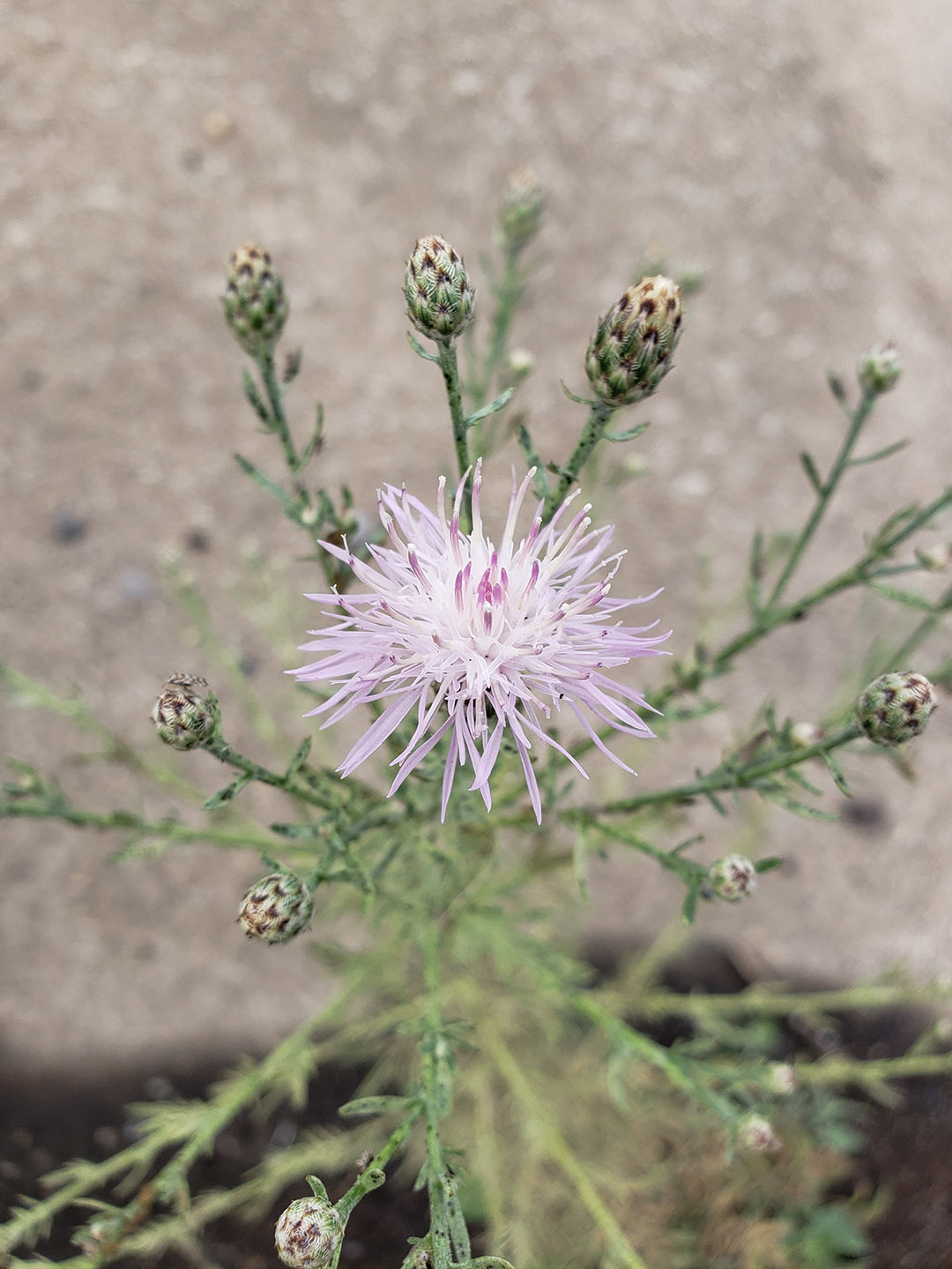 Spotted Knapweed growing out of Columbus Boulevard