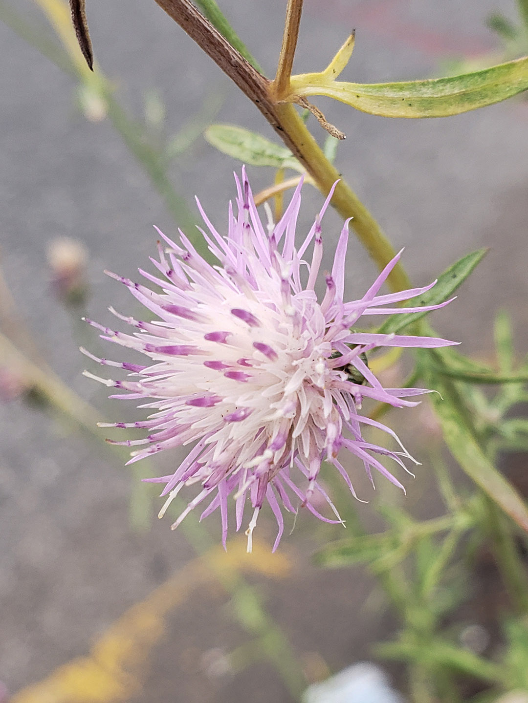 Spotted Knapweed growing out of Columbus Boulevard