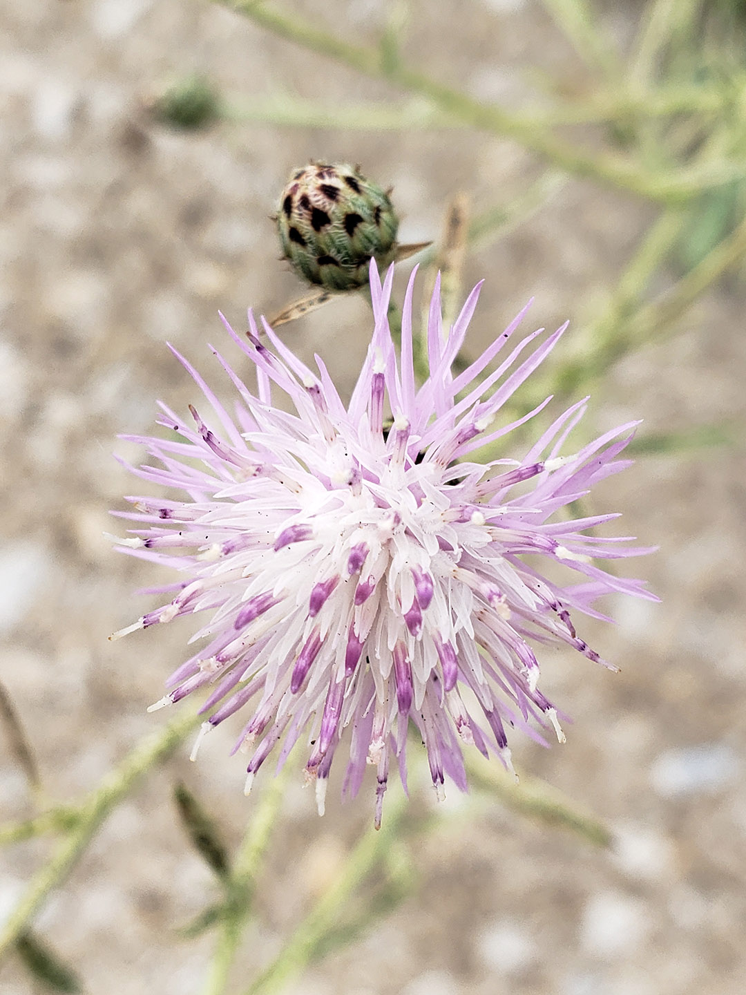 Spotted Knapweed growing out of Columbus Boulevard