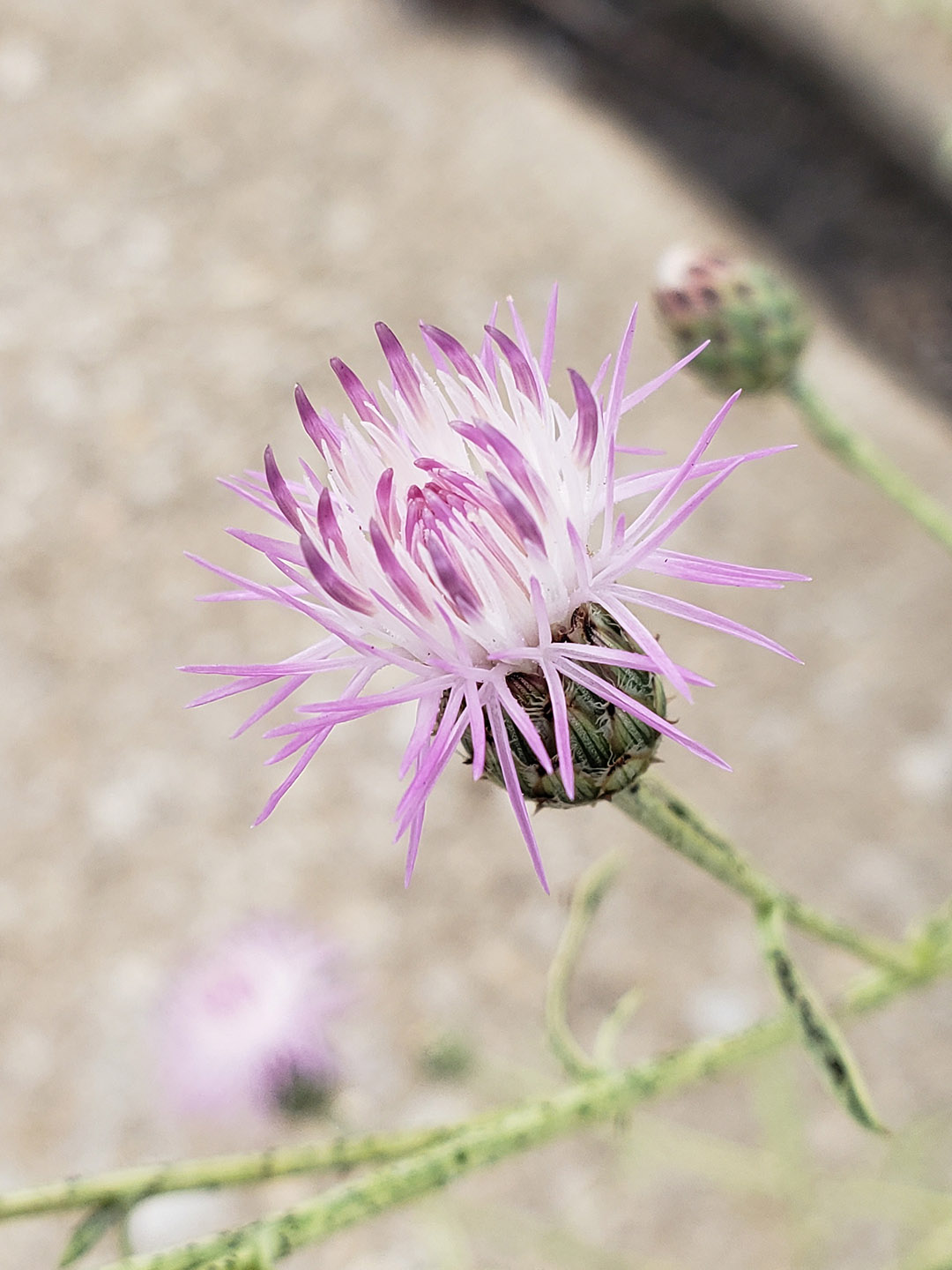 Spotted Knapweed growing out of Columbus Boulevard