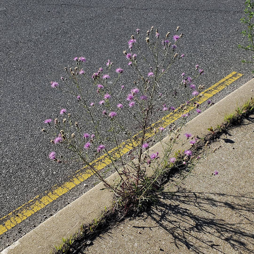 Spotted Knapweed growing out of a highway median