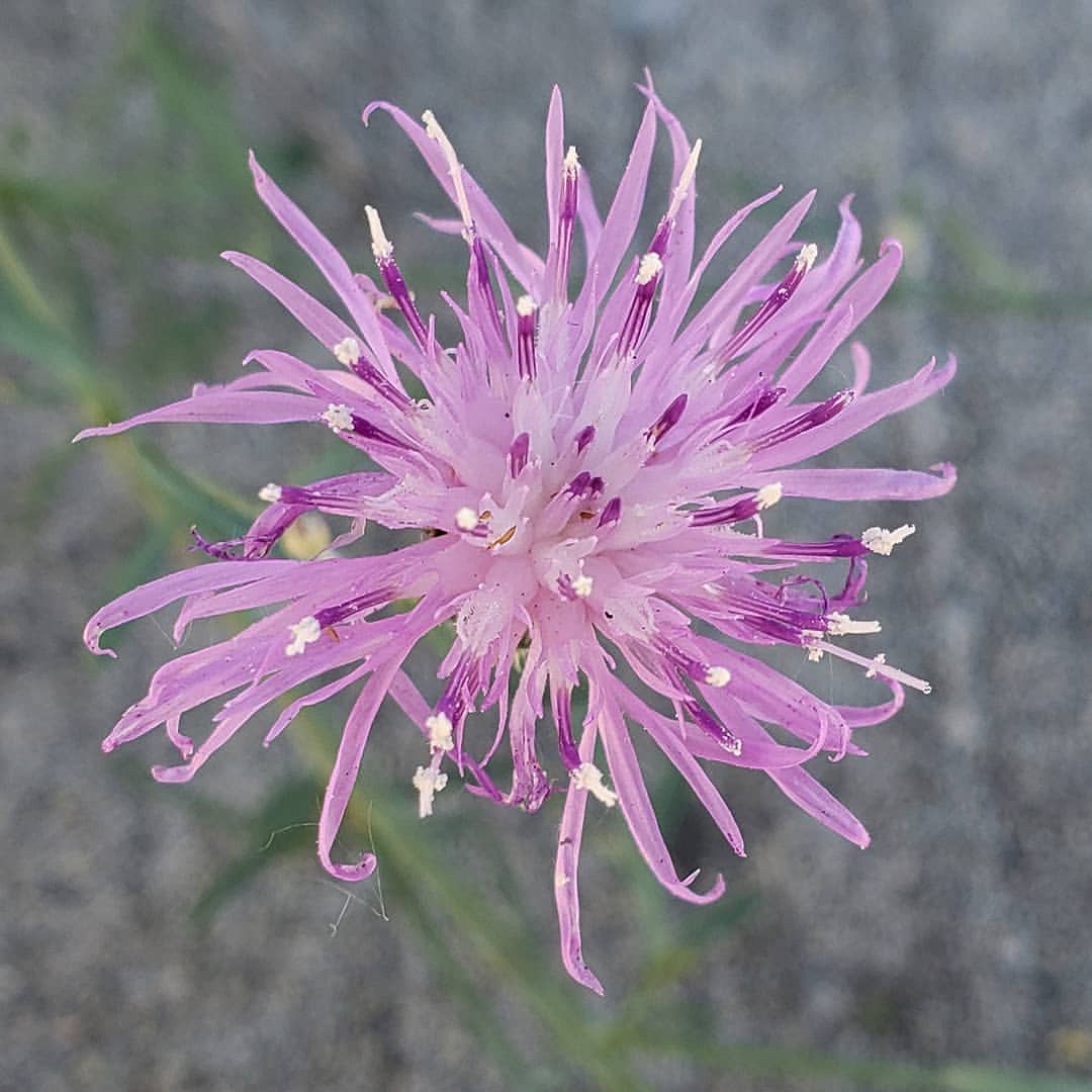 Spotted Knapweed bloom