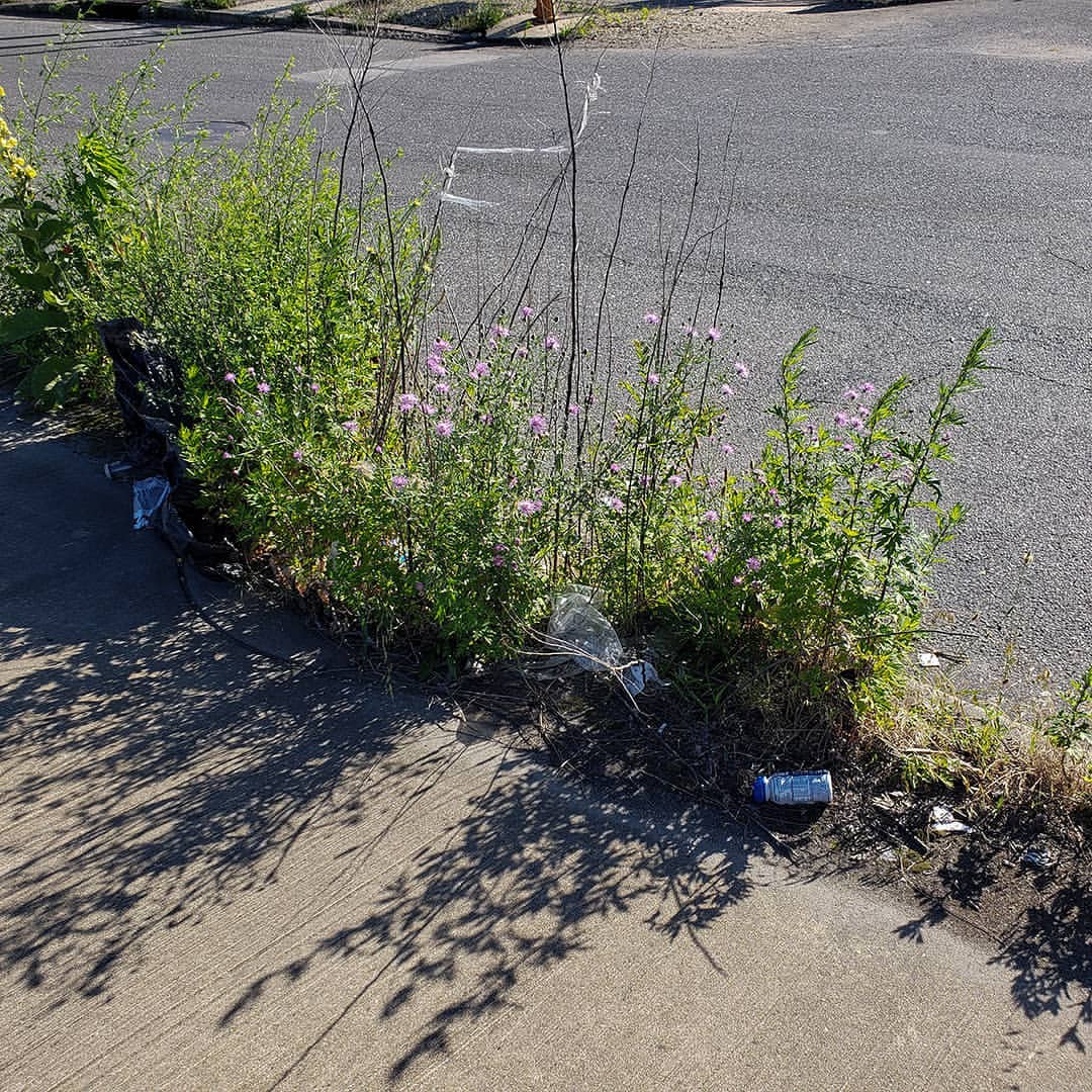 Spotted Knapweed growing out of a highway median