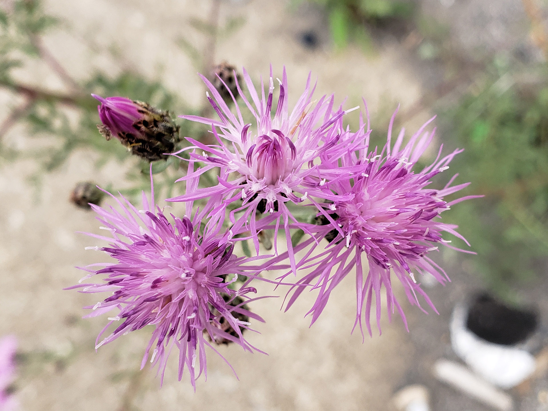 Spotted Knapweed growing out of Columbus Boulevard
