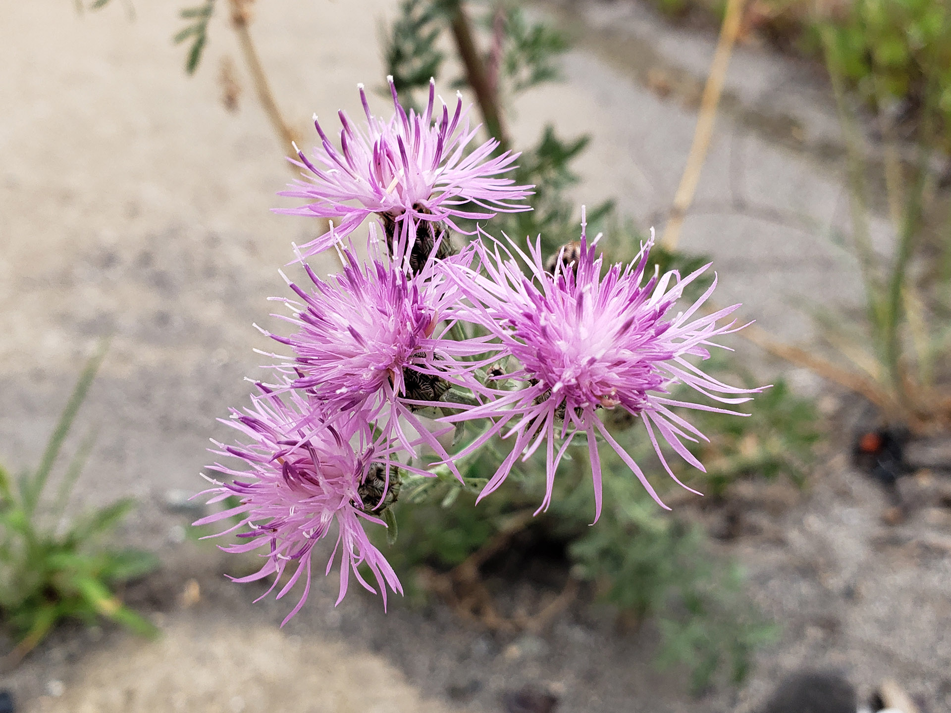 Spotted Knapweed growing out of Columbus Boulevard