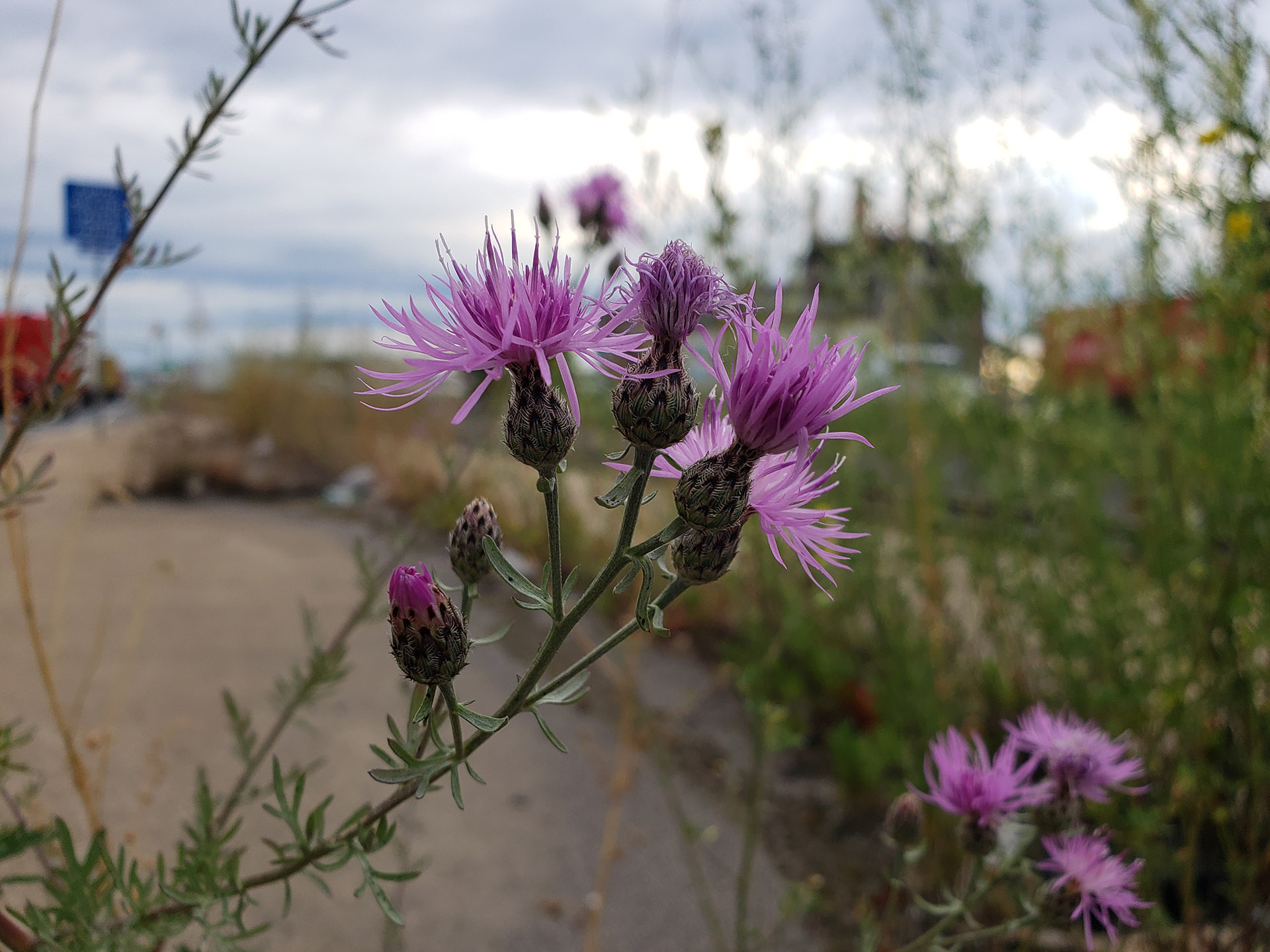 Spotted Knapweed growing out of Columbus Boulevard