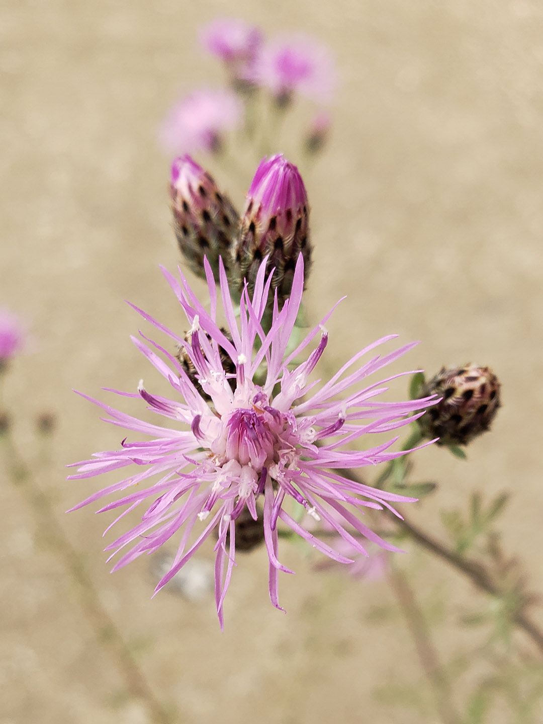 Spotted Knapweed growing out of Columbus Boulevard