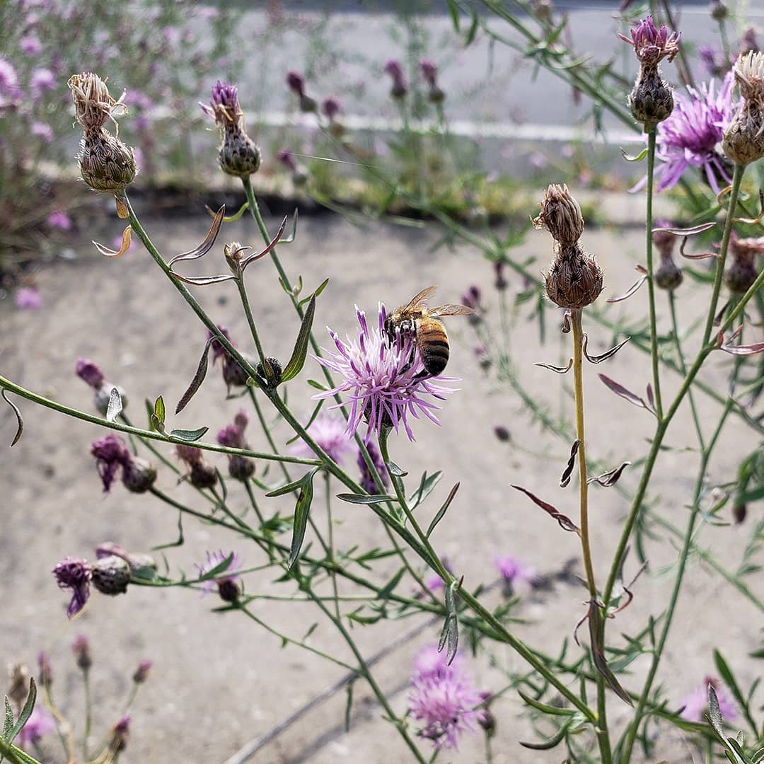 Spotted Knapweed growing out of a highway sidewalk