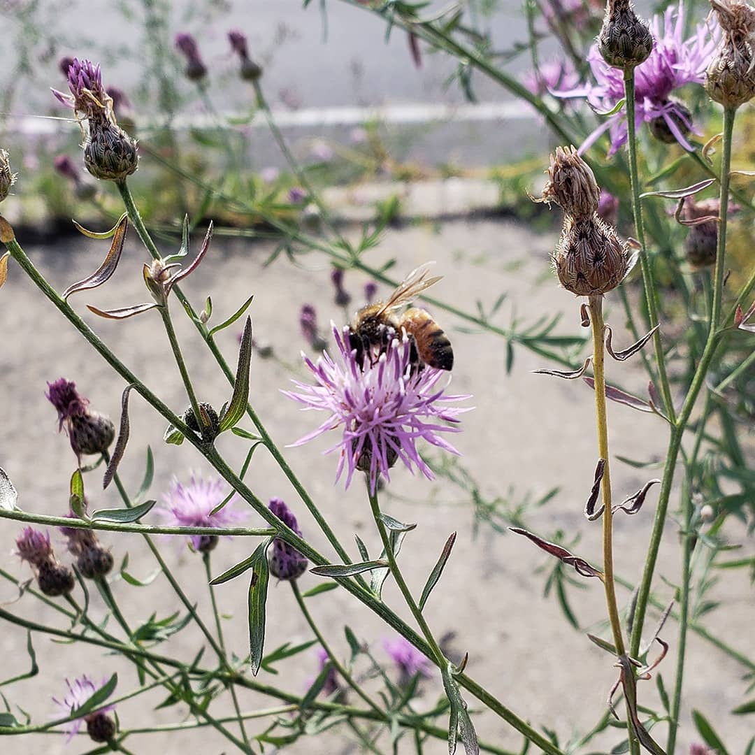 Spotted Knapweed growing out of a highway sidewalk