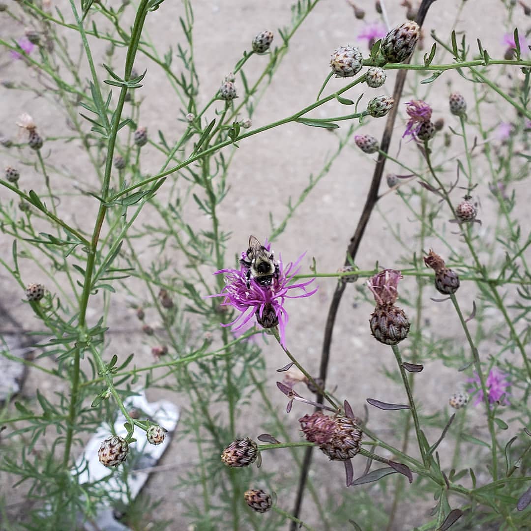 Spotted Knapweed growing out of a highway sidewalk