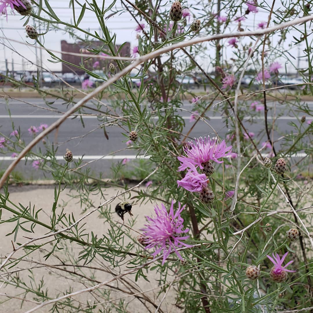 Spotted Knapweed growing out of a highway sidewalk