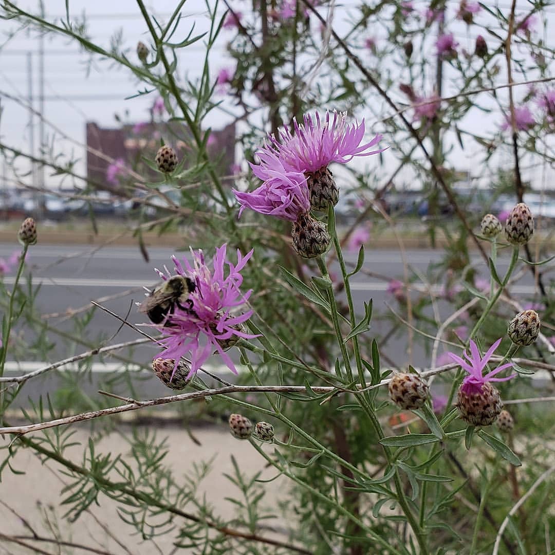 Spotted Knapweed growing out of a highway sidewalk