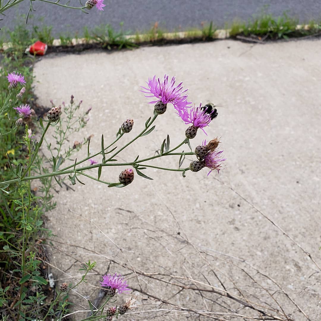 Spotted Knapweed growing out of a highway sidewalk