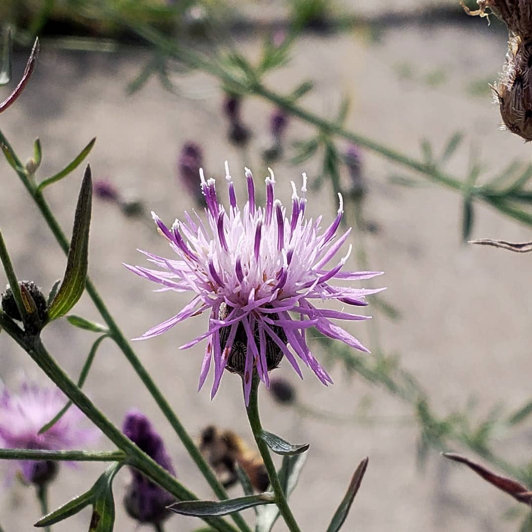 Spotted Knapweed growing out of a highway sidewalk
