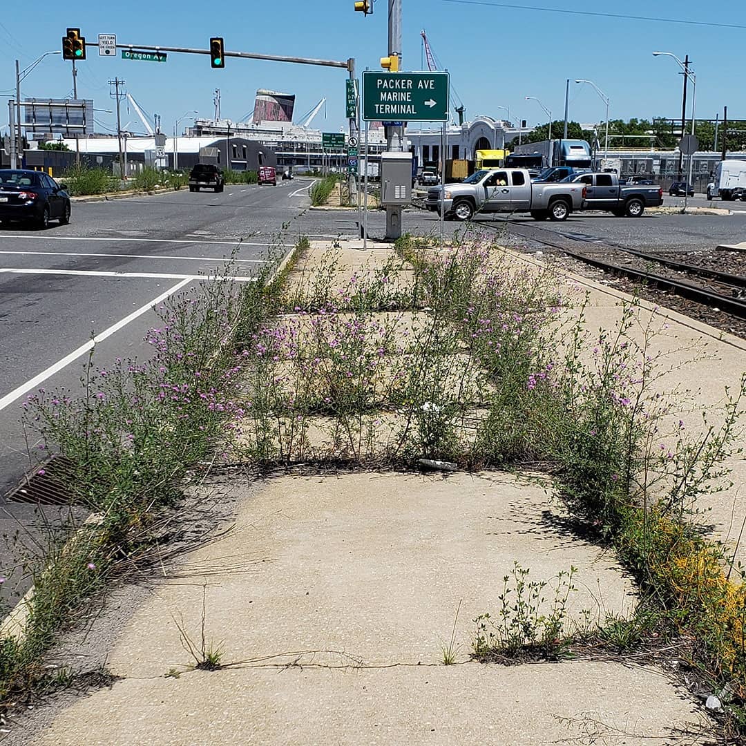 Spotted Knapweed growing out of a highway sidewalk