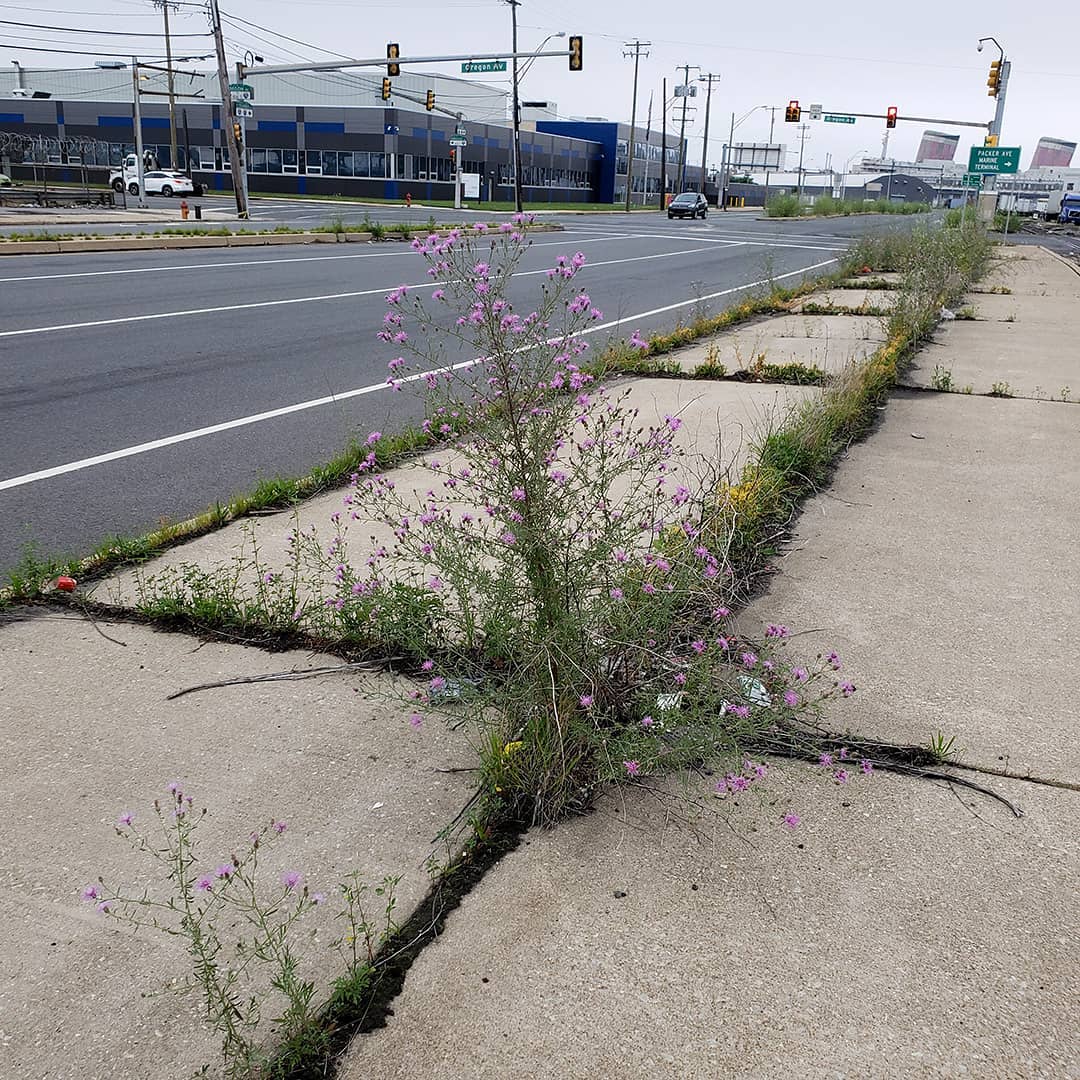 Spotted Knapweed growing out of a highway sidewalk