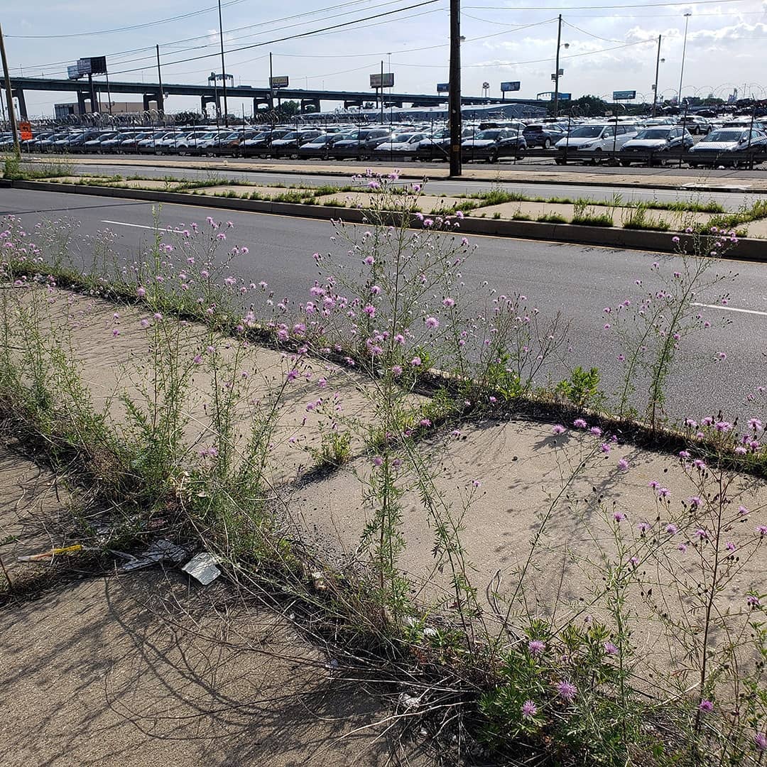 Spotted Knapweed growing out of a highway sidewalk