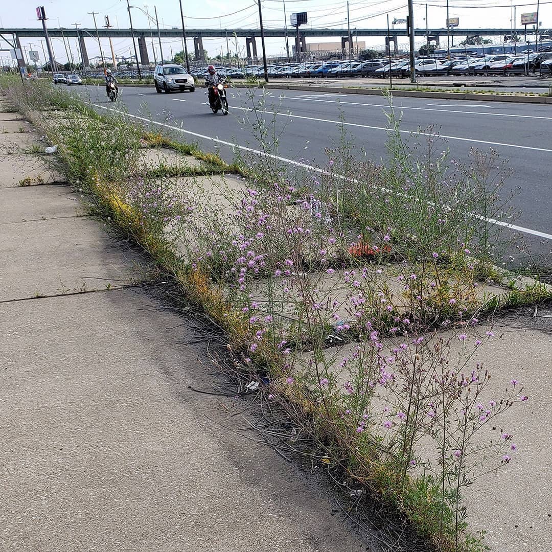 Spotted Knapweed growing out of a highway sidewalk