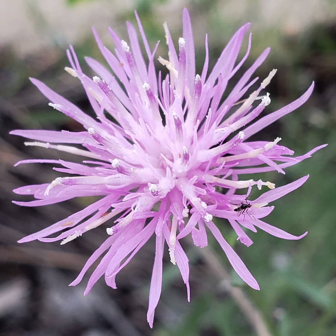 Spotted Knapweed growing out of a highway sidewalk