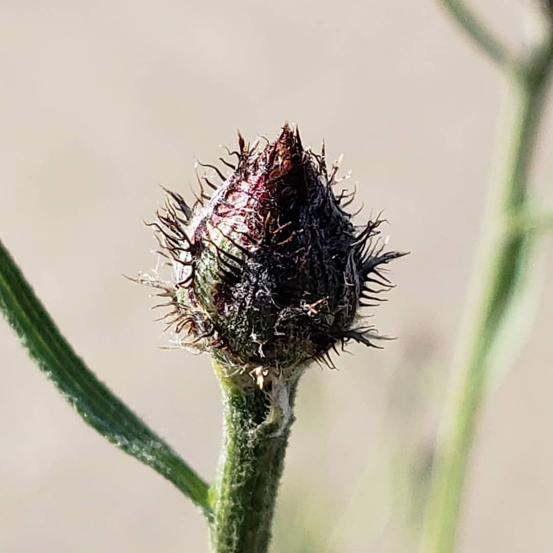 Spotted Knapweed growing out of Columbus Boulevard